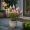 Plant in a Box - Hydrangea paniculata 'Pinky Winky' - Set van 2 - Roze pluimhortensia winterhard - Pot 19cm - Hoogte 25-40cm