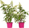 Plant in a Box - Hydrangea paniculata 'Pinky Winky' - Set van 2 - Roze pluimhortensia winterhard - Pot 19cm - Hoogte 25-40cm