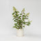 Plant in a Box - Hydrangea paniculata 'Pinky Winky' - Set van 4 - Roze pluimhortensia winterhard - Pot 19cm - Hoogte 25-40cm