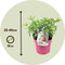 Plant in a Box - Hydrangea paniculata 'Pinky Winky' - Set van 4 - Roze pluimhortensia winterhard - Pot 19cm - Hoogte 25-40cm