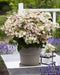 Plant in a Box - Hydrangea paniculata (S)witch Ophelia - Pot 19cm - Hoogte 30-40cm