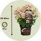 Plant in a Box - Hydrangea paniculata (S)witch Ophelia - Pot 19cm - Hoogte 30-40cm