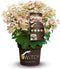 Plant in a Box - Hydrangea paniculata (S)witch Ophelia - Pot 19cm - Hoogte 30-40cm