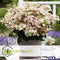 Plant in a Box - Hydrangea paniculata (S)witch Ophelia - Pot 19cm - Hoogte 30-40cm