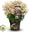 Plant in a Box - Hydrangea paniculata (S)witch Ophelia - Pot 19cm - Hoogte 30-40cm