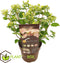 Plant in a Box - Hydrangea paniculata (S)witch Ophelia - Pot 19cm - Hoogte 30-40cm