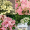 Plant in a Box - Hydrangea paniculata (S)witch Ophelia - Pot 19cm - Hoogte 30-40cm