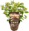 Plant in a Box - Hydrangea paniculata (S)witch Ophelia - Pot 19cm - Hoogte 30-40cm