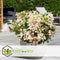 Plant in a Box - Hydrangea paniculata (S)witch Ophelia - Pot 19cm - Hoogte 30-40cm