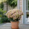 Plant in a Box - Hydrangea paniculata (S)witch Ophelia - Pot 19cm - Hoogte 30-40cm