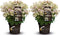 Plant in a Box - Hydrangea paniculata (S)witch Ophelia - Set de 2 - Pot 19cm - Hoogte 30-40cm