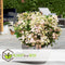 Plant in a Box - Hydrangea paniculata (S)witch Ophelia - Set de 2 - Pot 19cm - Hoogte 30-40cm