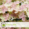Plant in a Box - Hydrangea paniculata (S)witch Ophelia - Set de 2 - Pot 19cm - Hoogte 30-40cm