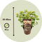 Plant in a Box - Hydrangea paniculata (S)witch Ophelia - Set de 2 - Pot 19cm - Hoogte 30-40cm
