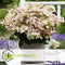 Plant in a Box - Hydrangea paniculata (S)witch Ophelia - Set de 2 - Pot 19cm - Hoogte 30-40cm