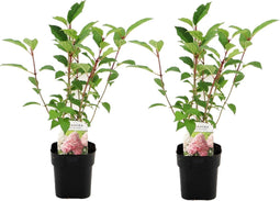 Plant in a Box - Hydrangea paniculata Vanille-Fraise - Set van 2 - Tuinhortensia winterhard - Pot 17cm - Hoogte 25-40cm