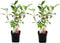 Plant in a Box - Hydrangea paniculata Vanille-Fraise - Set van 2 - Tuinhortensia winterhard - Pot 17cm - Hoogte 25-40cm