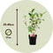 Plant in a Box - Hydrangea paniculata Vanille-Fraise - Set van 2 - Tuinhortensia winterhard - Pot 17cm - Hoogte 25-40cm