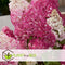 Plant in a Box - Hydrangea paniculata Vanille-Fraise - Set van 2 - Tuinhortensia winterhard - Pot 17cm - Hoogte 25-40cm