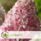 Plant in a Box - Hydrangea paniculata Vanille-Fraise - Set van 2 - Tuinhortensia winterhard - Pot 17cm - Hoogte 25-40cm