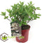 Plant in a Box - Hydrangea paniculata 'Wim's Red' - Rode pluimhortensia winterhard - Pot 19cm - Hoogte 25-40cm