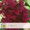 Plant in a Box - Hydrangea paniculata 'Wim's Red' - Rode pluimhortensia winterhard - Pot 19cm - Hoogte 25-40cm