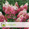 Plant in a Box - Hydrangea paniculata 'Wim's Red' - Rode pluimhortensia winterhard - Pot 19cm - Hoogte 25-40cm
