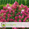 Plant in a Box - Hydrangea paniculata 'Wim's Red' - Rode pluimhortensia winterhard - Pot 19cm - Hoogte 25-40cm