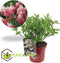 Plant in a Box - Hydrangea paniculata 'Wim's Red' - Rode pluimhortensia winterhard - Pot 19cm - Hoogte 25-40cm