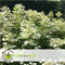 Plant in a Box - Hydrangea paniculata 'Wim's Red' - Rode pluimhortensia winterhard - Pot 19cm - Hoogte 25-40cm