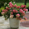 Plant in a Box - Hydrangea paniculata 'Wim's Red' - Rode pluimhortensia winterhard - Pot 19cm - Hoogte 25-40cm