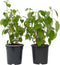 Plant in a Box - Hydrangea 'Pink Annabelle' - Hortensia - 2 stuks - Tuinplant - Roze - Potmaat 19 cm - Hoogte 40-50 cm