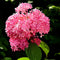 Plant in a Box - Hydrangea 'Pink Annabelle' - Hortensia - 2 stuks - Tuinplant - Roze - Potmaat 19 cm - Hoogte 40-50 cm