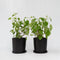 Plant in a Box - Hydrangea 'Pink Annabelle' - Hortensia - 2 stuks - Tuinplant - Roze - Potmaat 19 cm - Hoogte 40-50 cm
