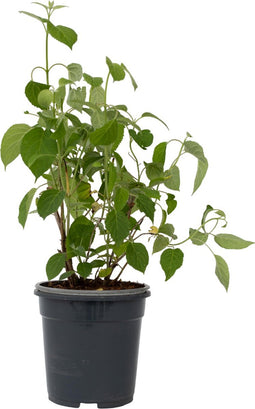 Plant in a Box - Hydrangea 'Pink Annabelle' - Hortensia - Tuinplant - Roze - Potmaat 19 cm - Hoogte 40-50 cm