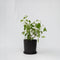 Plant in a Box - Hydrangea 'Pink Annabelle' - Hortensia - Tuinplant - Roze - Potmaat 19 cm - Hoogte 40-50 cm