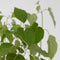 Plant in a Box - Hydrangea 'Pink Annabelle' - Hortensia - Tuinplant - Roze - Potmaat 19 cm - Hoogte 40-50 cm