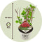 Plant in a Box - Hydrangea 'Pink Annabelle' - Hortensia - Tuinplant - Roze - Potmaat 19 cm - Hoogte 40-50 cm