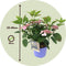 Plant in a Box - Hydrangea serrata Magic Pillow - Hortensia - Winterhard - Pot 19cm - Hoogte 25-40cm