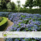 Plant in a Box - Hydrangea serrata Magic Pillow - Hortensia - Winterhard - Pot 19cm - Hoogte 25-40cm