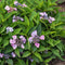 Plant in a Box - Hydrangea serrata Magic Pillow - Set van 2 - Hortensia - Winterhard - Pot 19cm - Hoogte 25-40cm