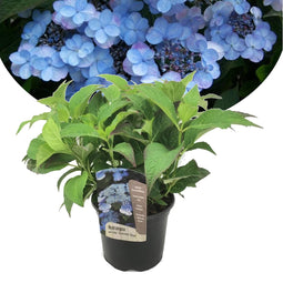 Plant in a Box - Hydrangea serrata 'Summerglow' - Hortensia struik of potplant - Winterhard - Pot 19cm - Hoogte 25-40cm