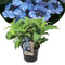 Plant in a Box - Hydrangea serrata 'Summerglow' - Hortensia struik of potplant - Winterhard - Pot 19cm - Hoogte 25-40cm