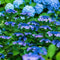 Plant in a Box - Hydrangea serrata 'Summerglow' - Hortensia struik of potplant - Winterhard - Pot 19cm - Hoogte 25-40cm