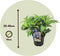 Plant in a Box - Hydrangea serrata 'Summerglow' - Hortensia struik of potplant - Winterhard - Pot 19cm - Hoogte 25-40cm