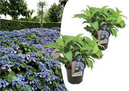 Plant in a Box - Hydrangea serrata 'Summerglow' - Set van 2 - Hortensia struik of potplant - Winterhard - Pot 19cm - Hoogte 25-40cm
