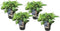 Plant in a Box - Hydrangea serrata 'Summerglow' - Set van 4 - Hortensia struik of potplant - Winterhard - Pot 19cm - Hoogte 25-40cm