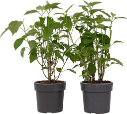 Plant in a Box - Hydrangea Strong Annabelle - Set van 2 - Hortensia - Sterke Winterharde Bladverliezende Heester - Pot 19cm - Hoogte 30-40cm