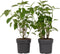 Plant in a Box - Hydrangea Strong Annabelle - Set van 2 - Hortensia - Sterke Winterharde Bladverliezende Heester - Pot 19cm - Hoogte 30-40cm