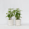 Plant in a Box - Hydrangea Strong Annabelle - Set van 2 - Hortensia - Sterke Winterharde Bladverliezende Heester - Pot 19cm - Hoogte 30-40cm